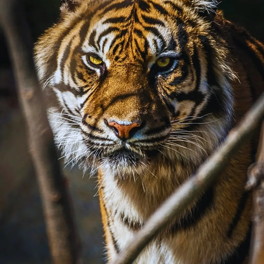 Jeep Safari Tour Uttrakhand